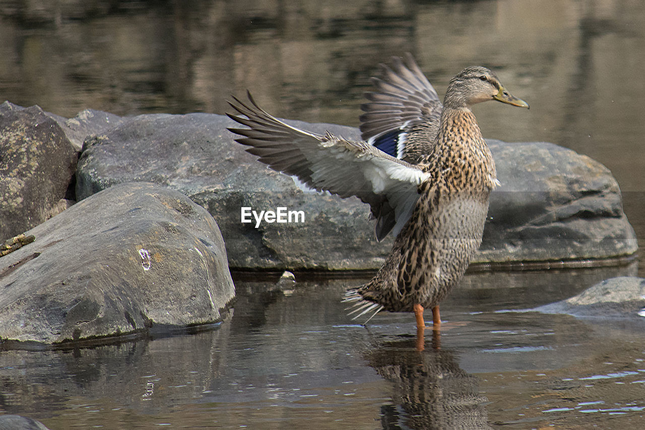 DUCK ON LAKE