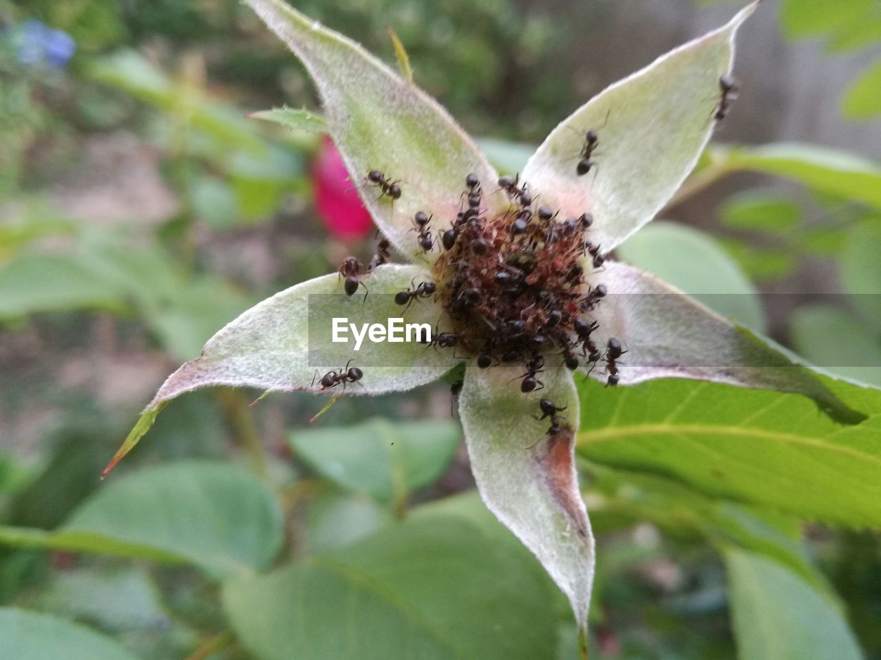 CLOSE-UP OF INSECT ON LEAF