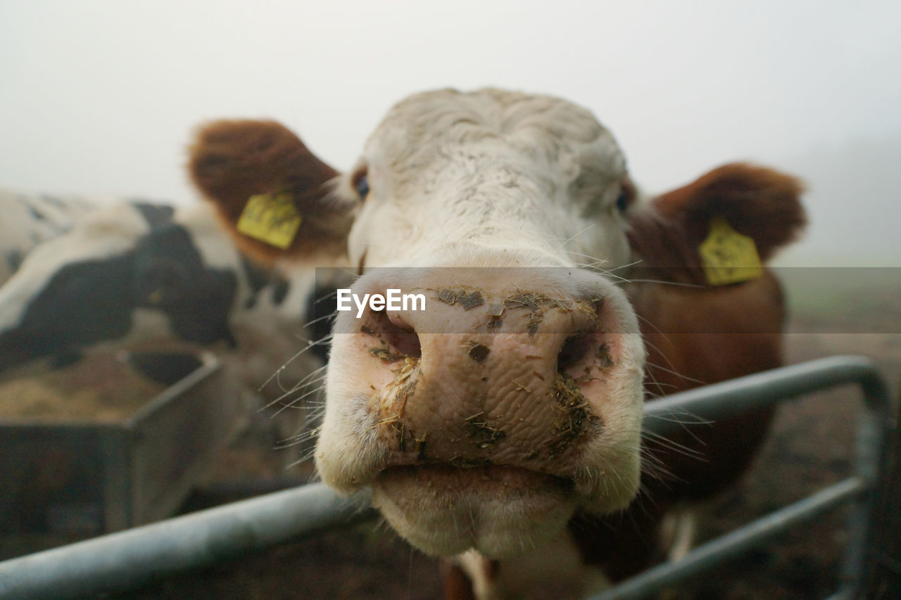 Close-up of cow on field against sky