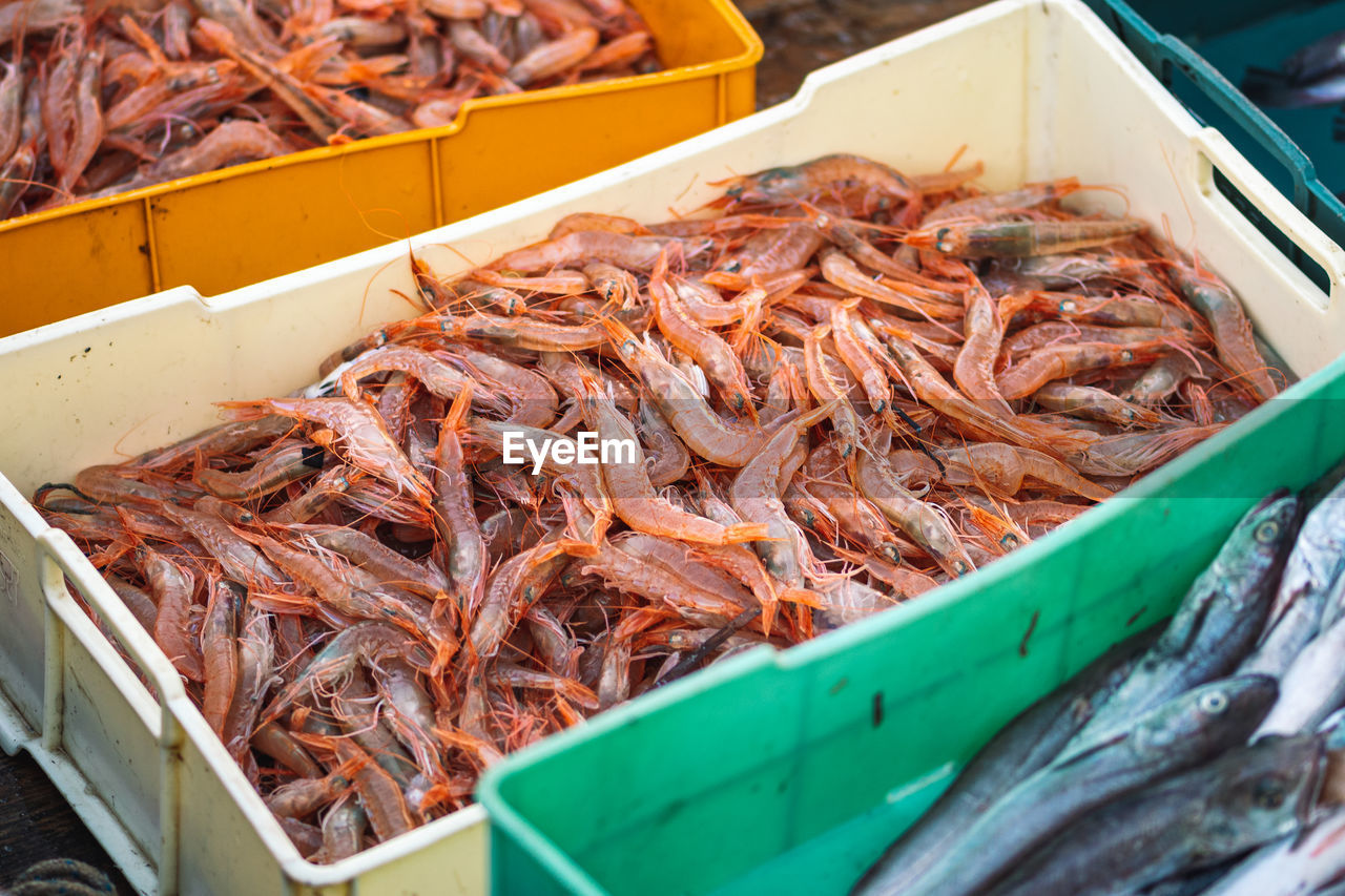 Freshly just caught shrimps and other fish in plastic crates on a fishing boat ready to be sold