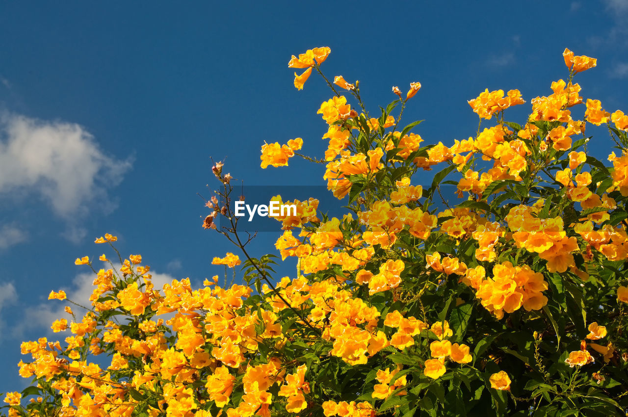 CLOSE-UP OF YELLOW FLOWERING PLANT AGAINST SKY