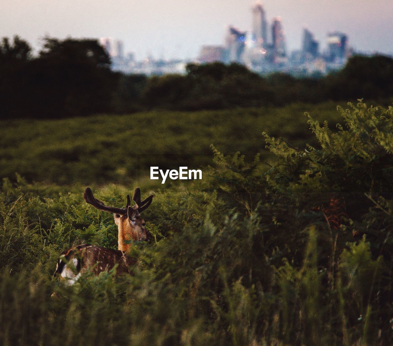 View of deer on field with city buildings in background