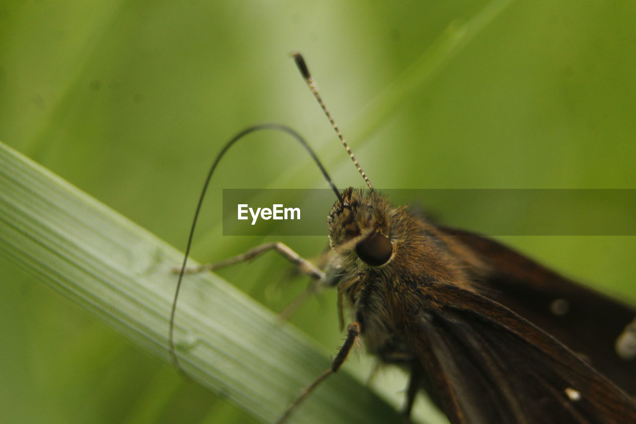 Close-up of butterfly on leaf