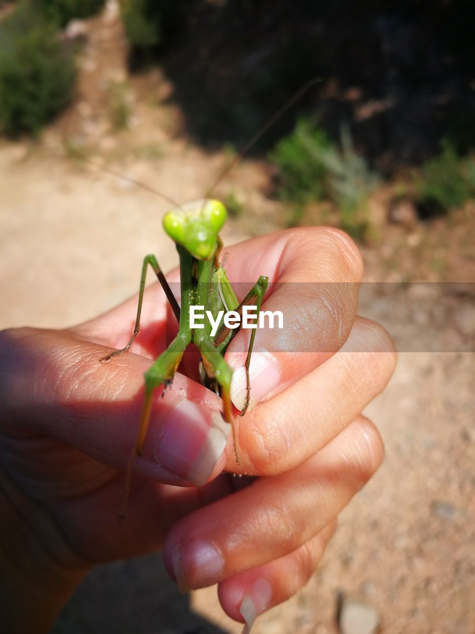 Close-up of hand holding insect