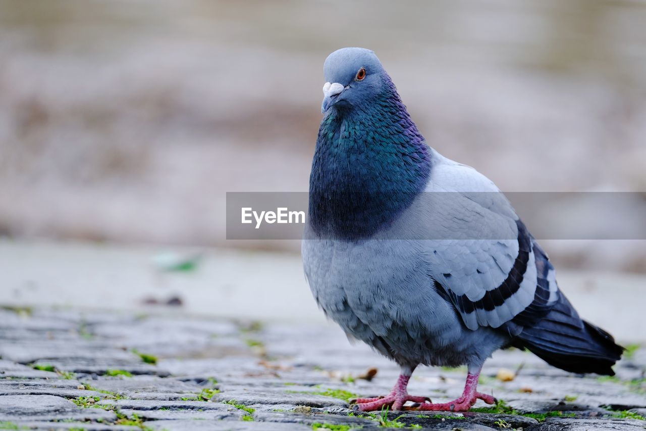 CLOSE-UP OF PIGEON PERCHING ON FIELD