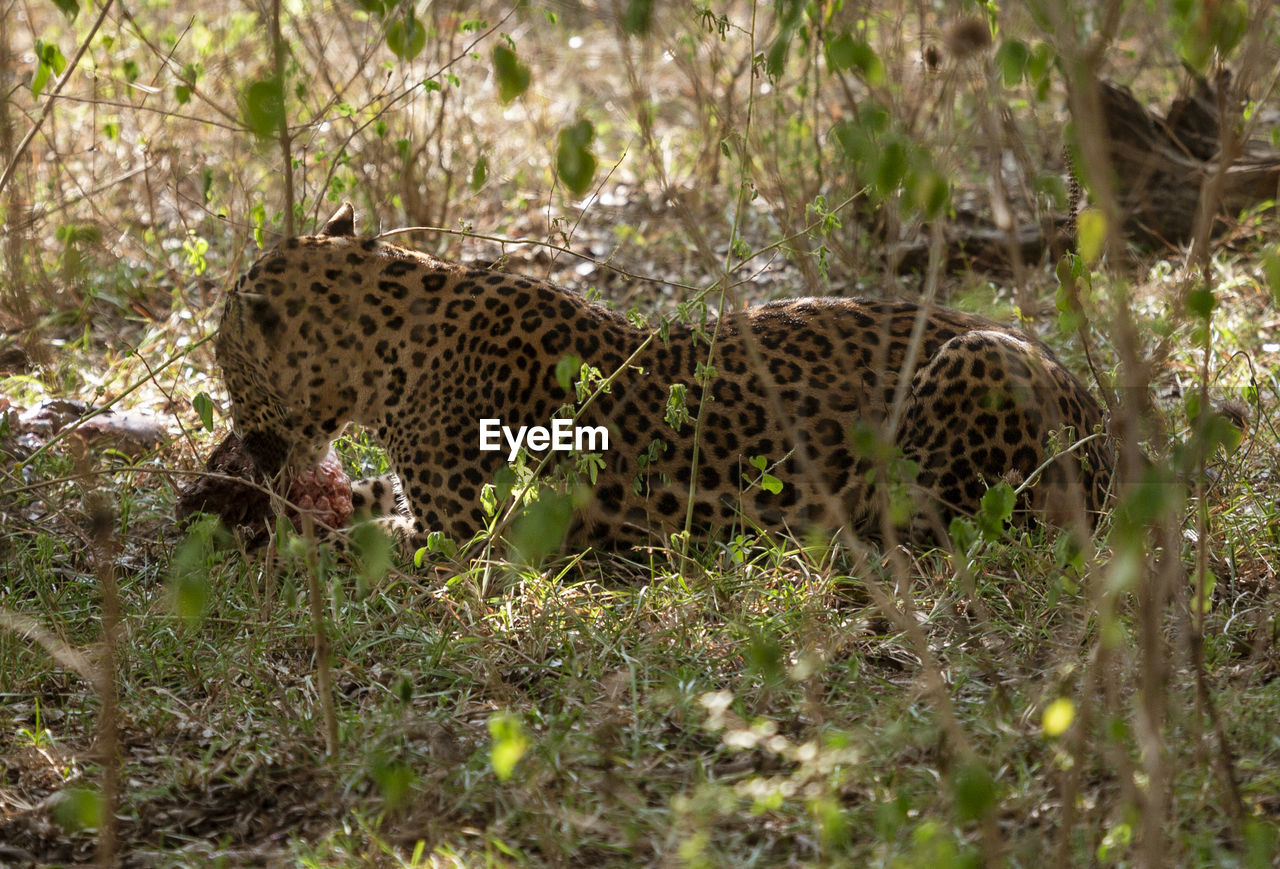 VIEW OF A CAT ON GROUND