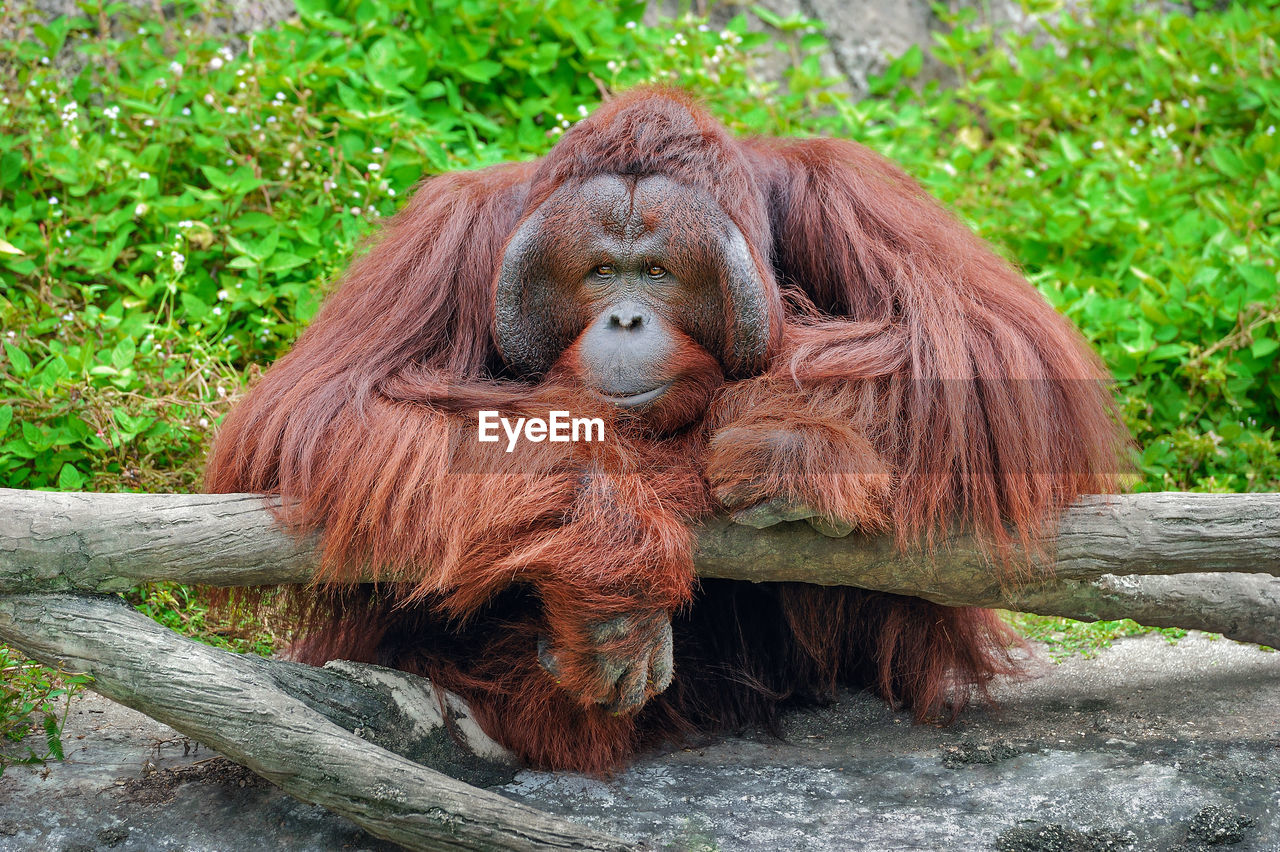 Orangutan in zoo.