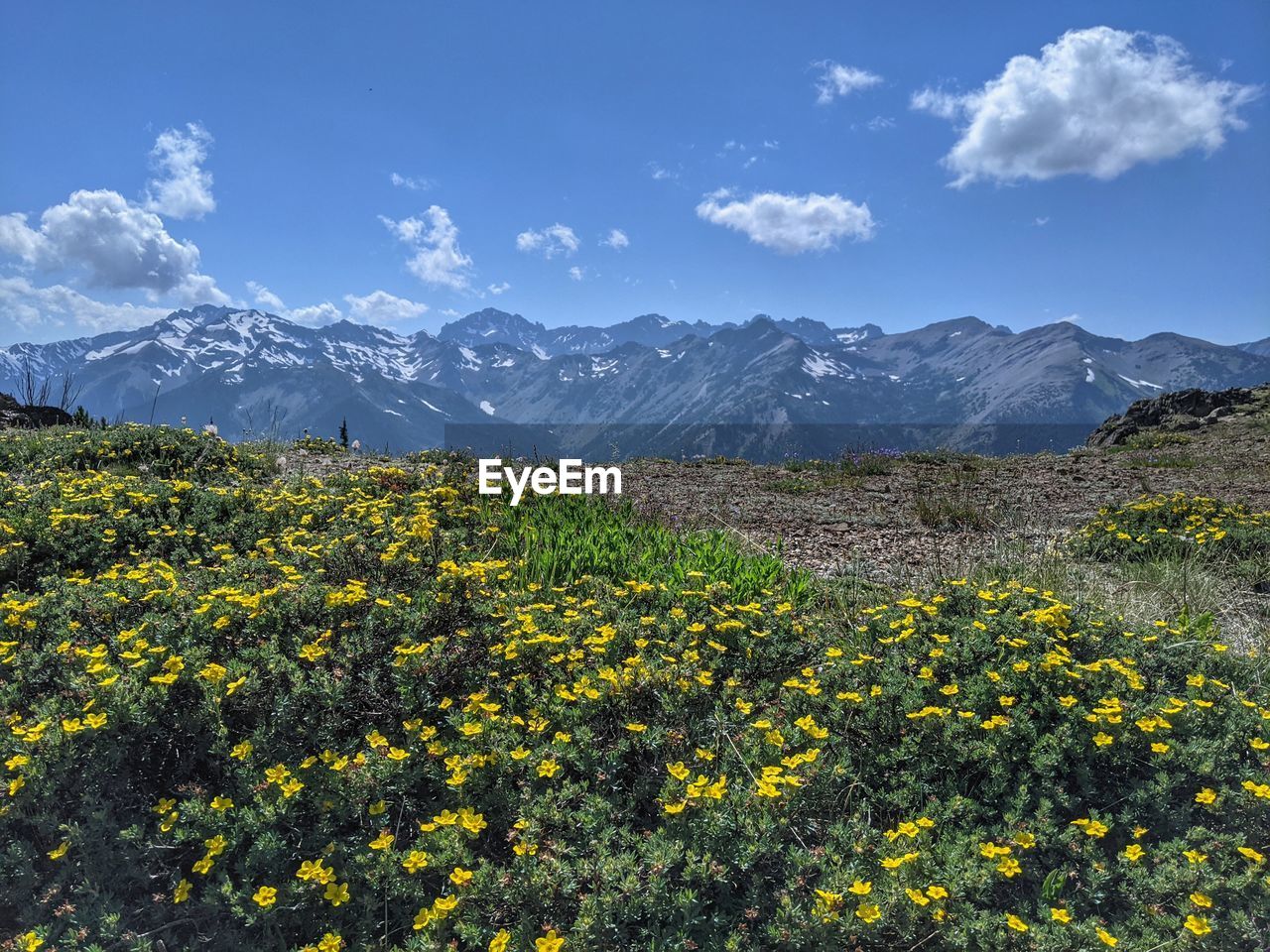 Scenic view of flowering plants on field against sky