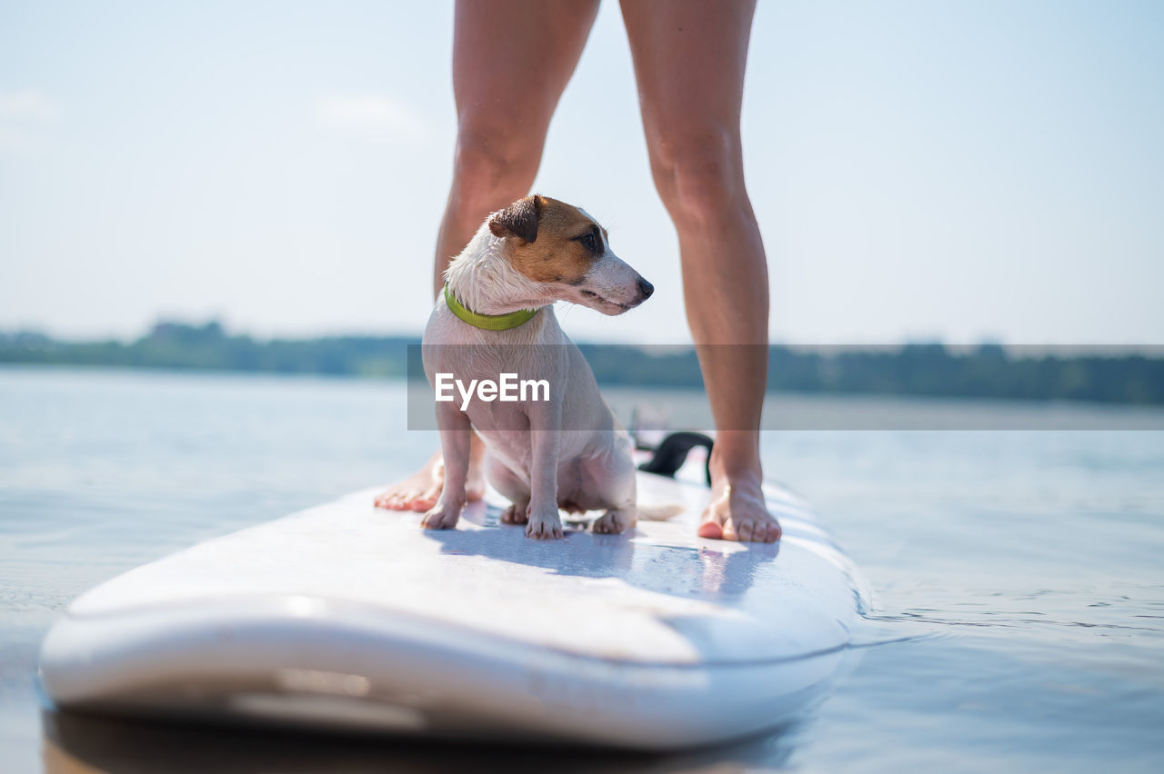 LOW SECTION OF MAN WITH DOG IN SEA