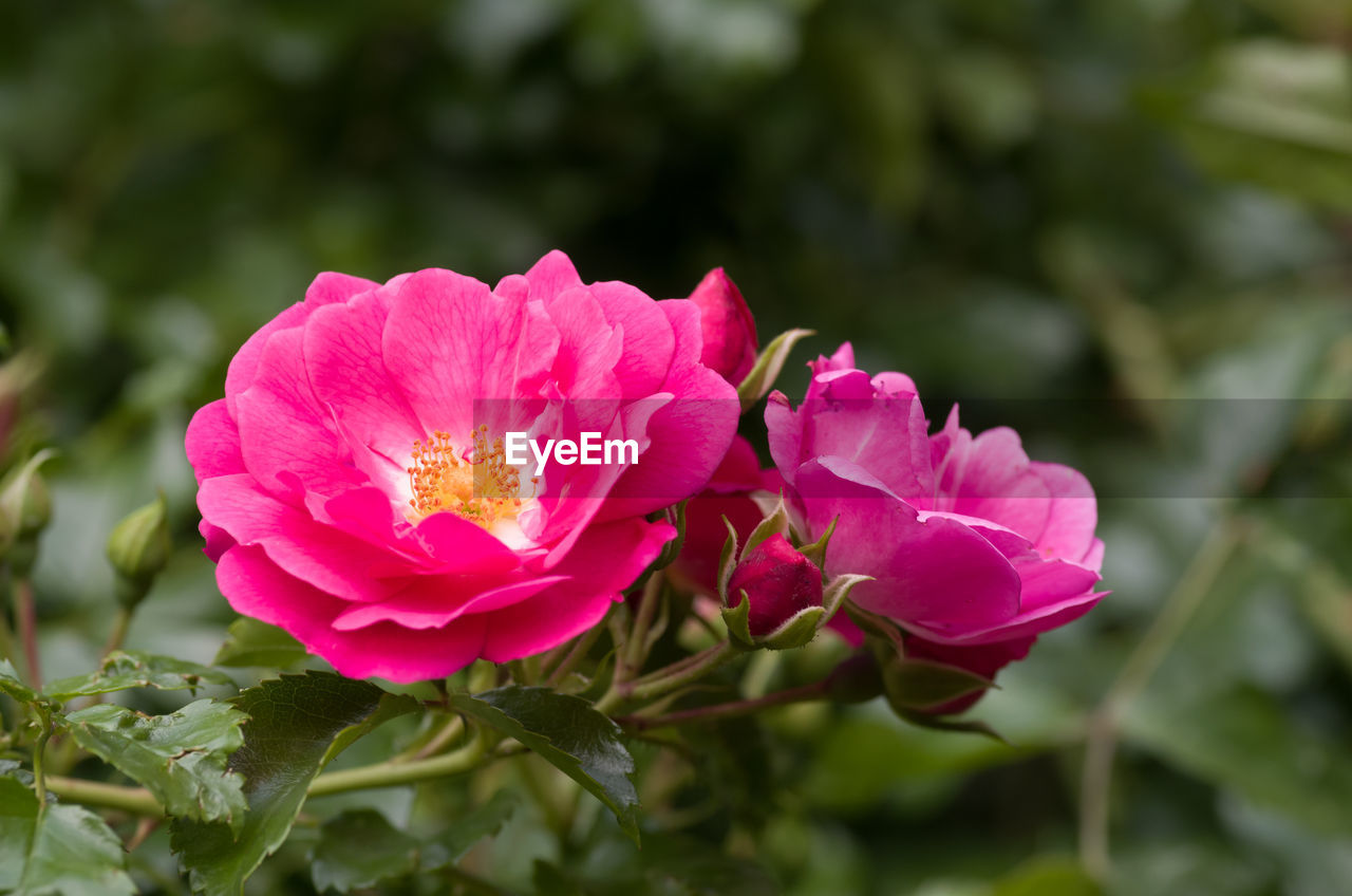 CLOSE-UP OF PINK ROSE AGAINST PLANTS