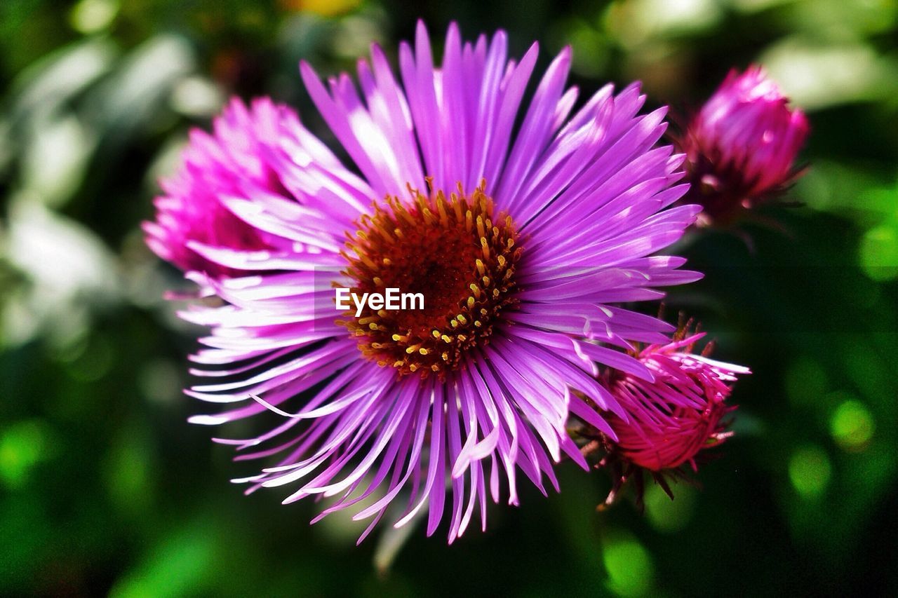 Close-up of purple flower blooming in park