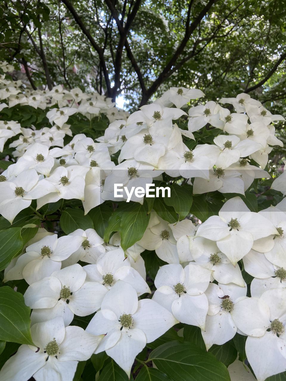 plant, flower, flowering plant, beauty in nature, growth, freshness, white, nature, fragility, blossom, petal, leaf, plant part, tree, no people, close-up, inflorescence, flower head, springtime, day, outdoors, green, botany, low angle view