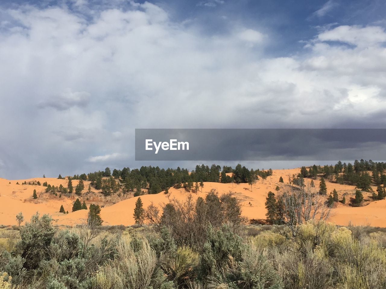 SCENIC VIEW OF TREES ON DESERT AGAINST SKY