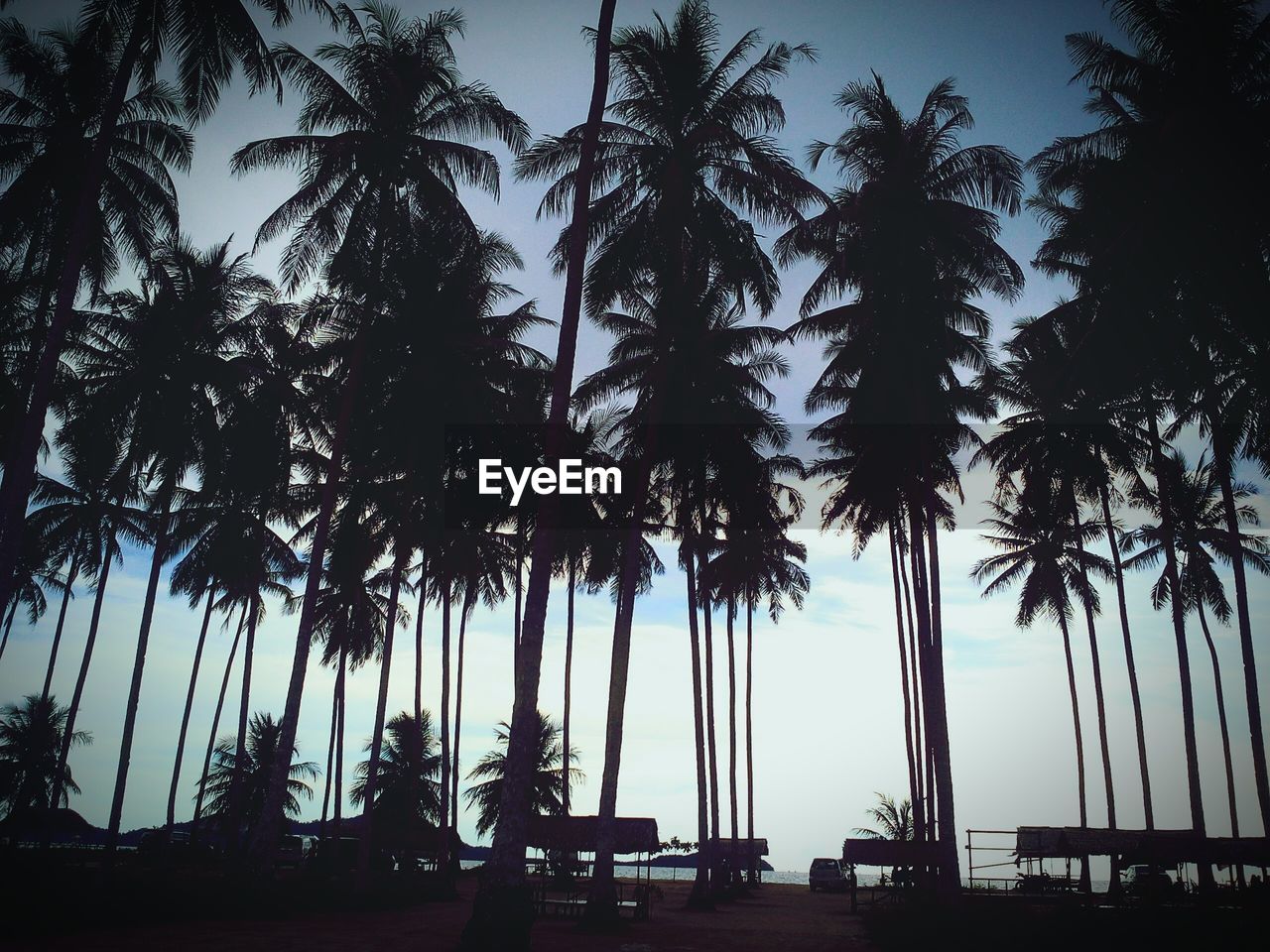 LOW ANGLE VIEW OF PALM TREES AT SUNSET