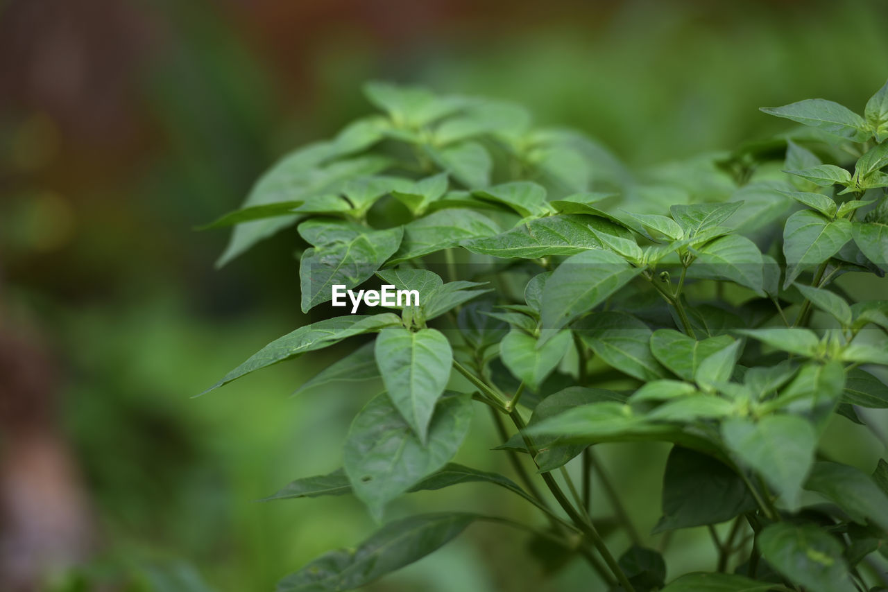 CLOSE-UP OF FRESH LEAVES