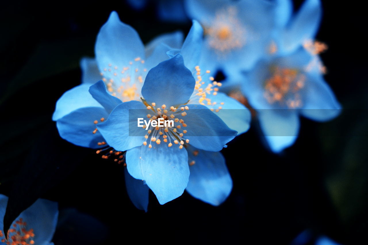 Close-up of flower blooming outdoors