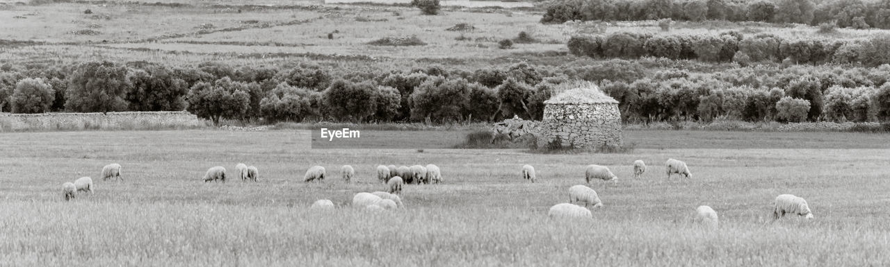 Lamie trullo and sheeps in the countryside of salento italy