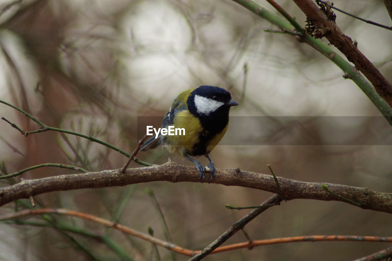 CLOSE-UP OF BIRD PERCHING ON TREE