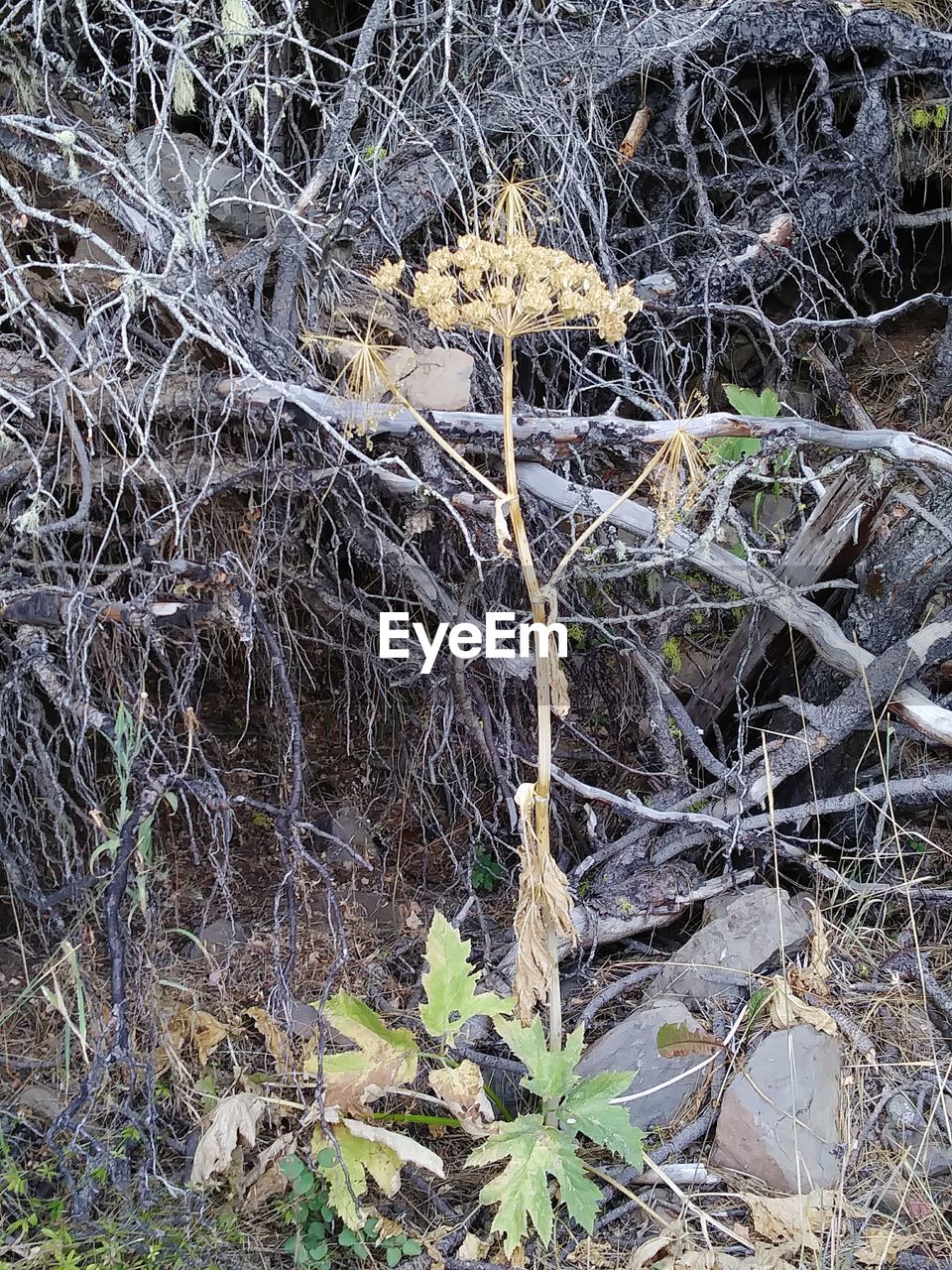 HIGH ANGLE VIEW OF TREE