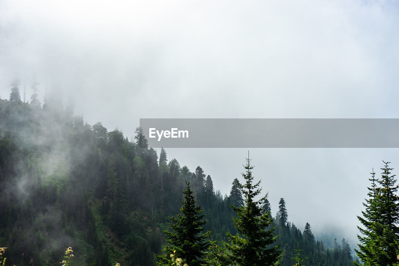 low angle view of pine trees against sky