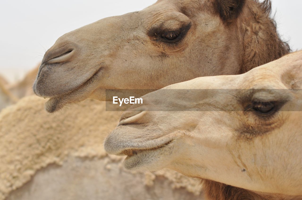 Close-up of two camels in the desert