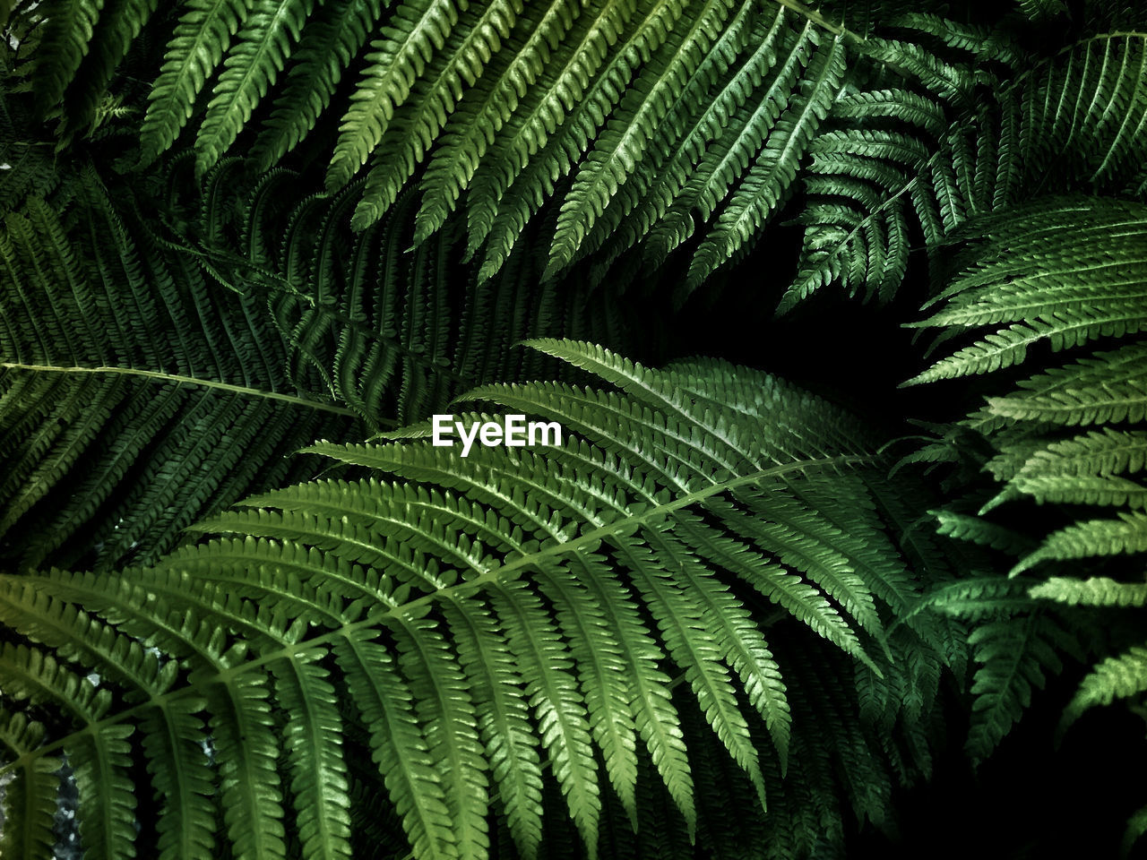 Close-up of fern leaves