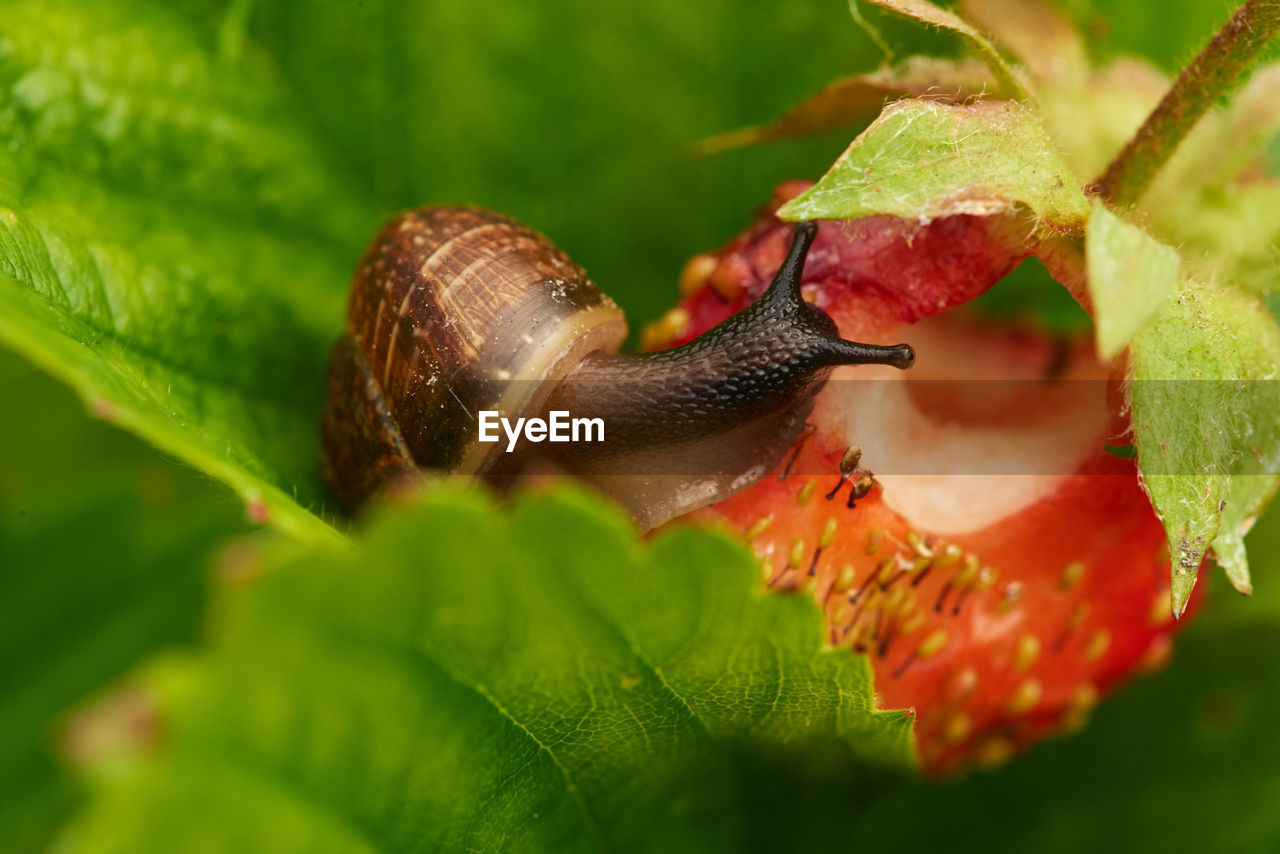 CLOSE-UP OF SNAIL ON A LEAF