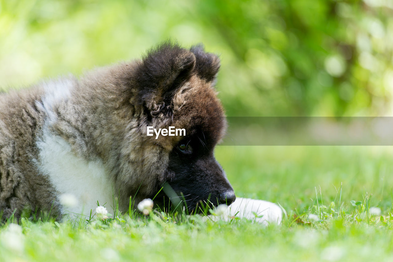 Dog relaxing on grassy field