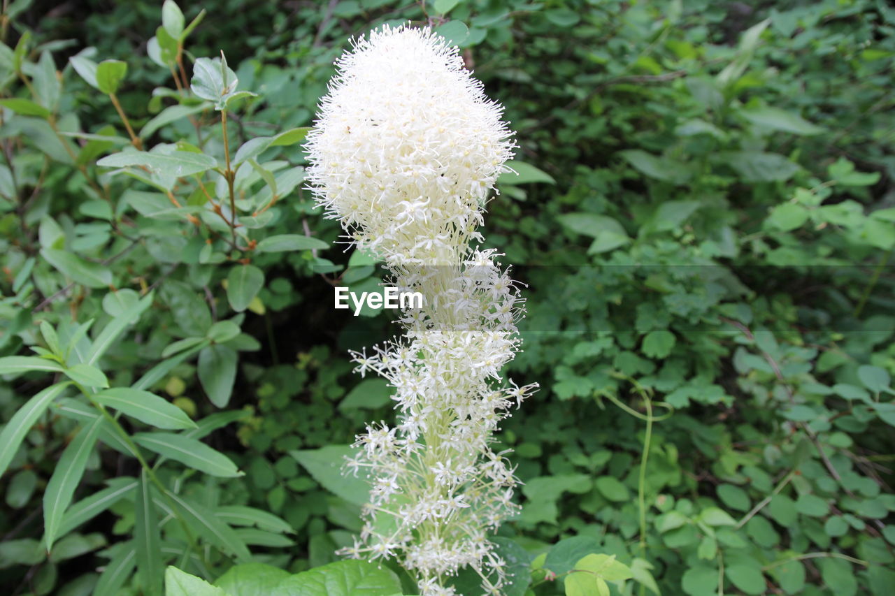 Close-up of white flowers blooming at park