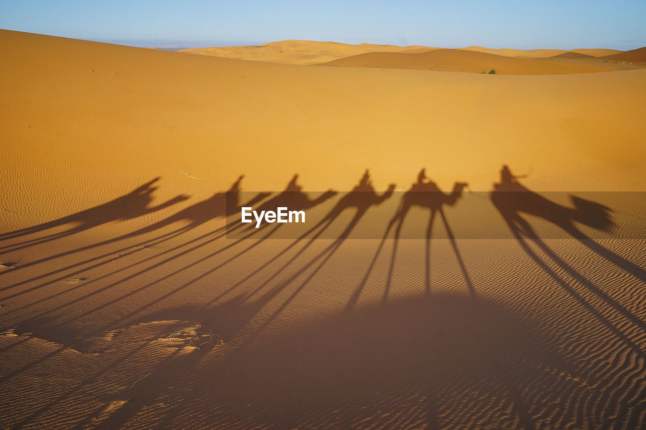 Shadow of camel on sand