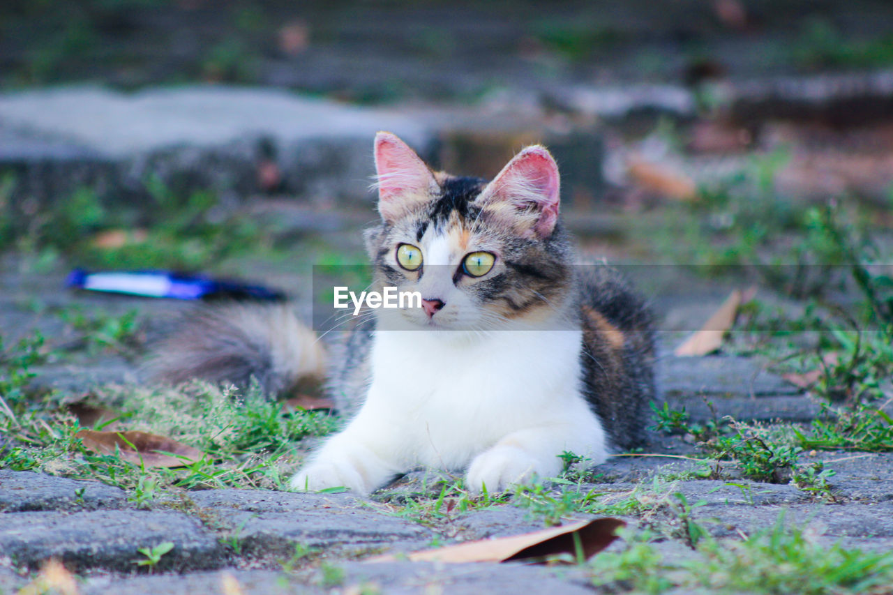 PORTRAIT OF CAT SITTING ON FIELD BY LAND