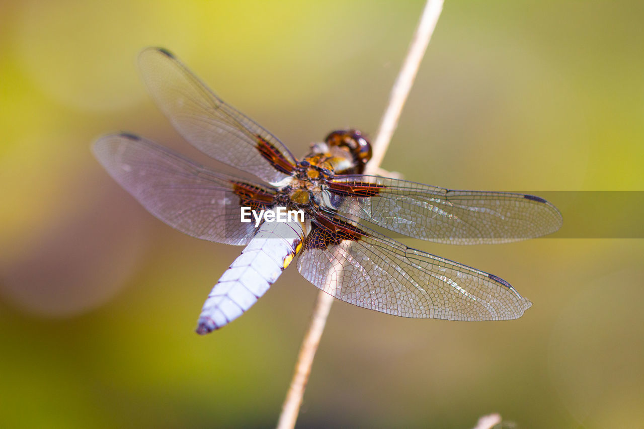 Close-up of dragonfly on flower