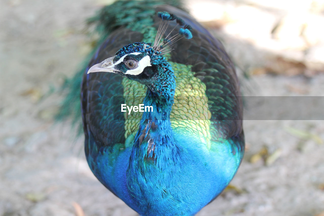 HIGH ANGLE VIEW OF A DUCK