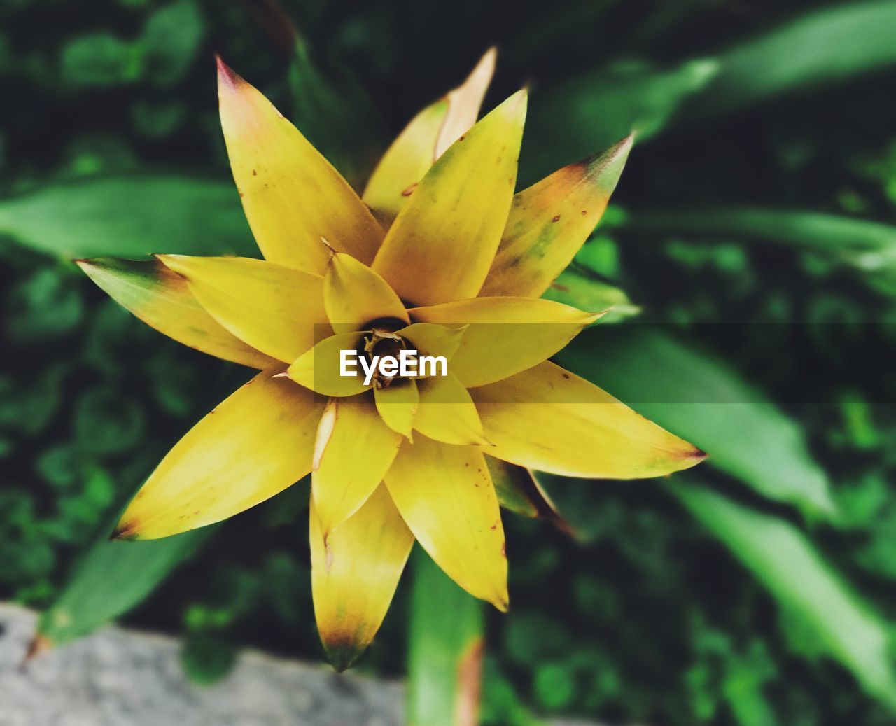 HIGH ANGLE VIEW OF YELLOW FLOWER