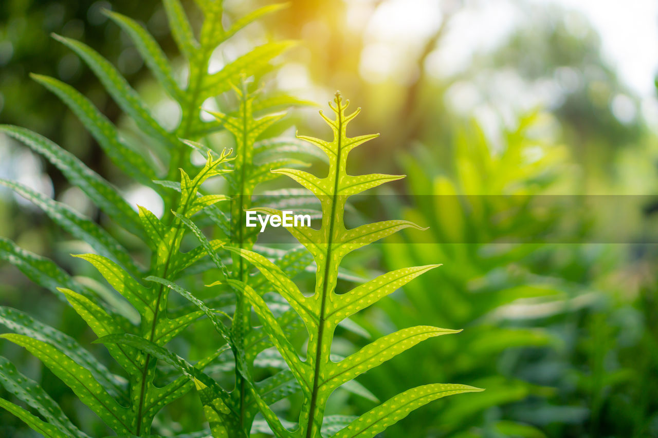 Fresh green leaf wart fern of hawaii spreading to sunlight on succulent greenery leaves backgrounds