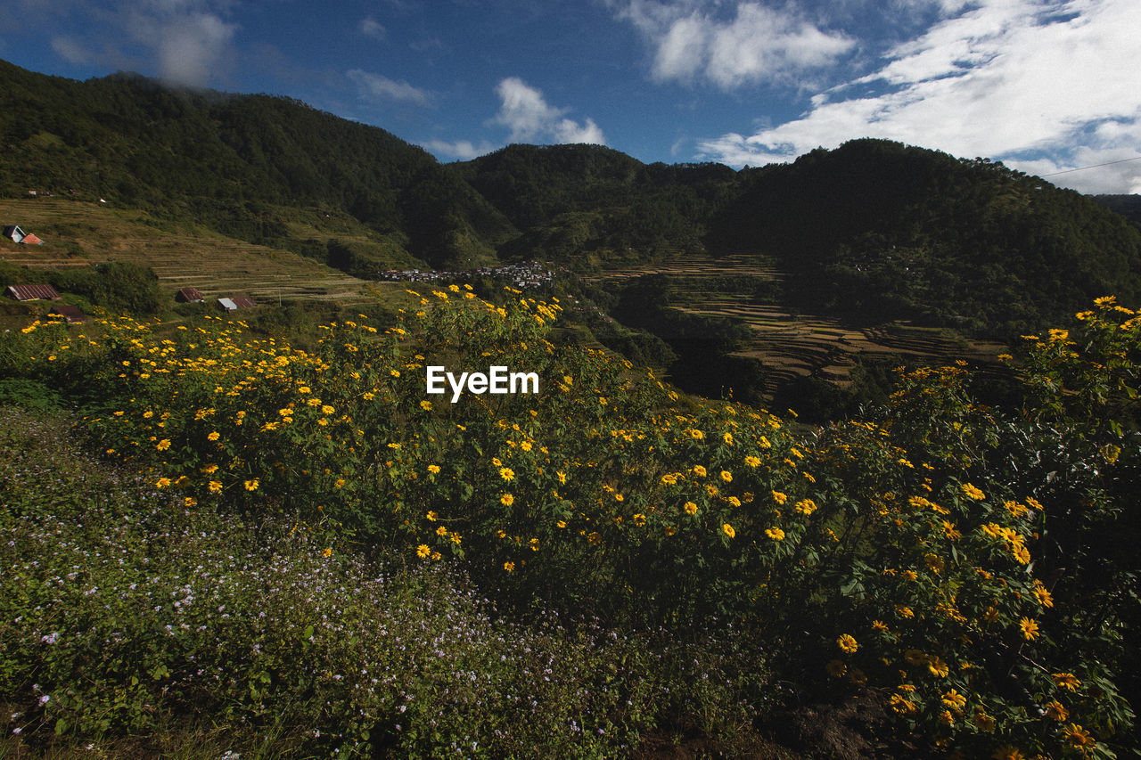 SCENIC VIEW OF FLOWERING PLANTS AGAINST SKY