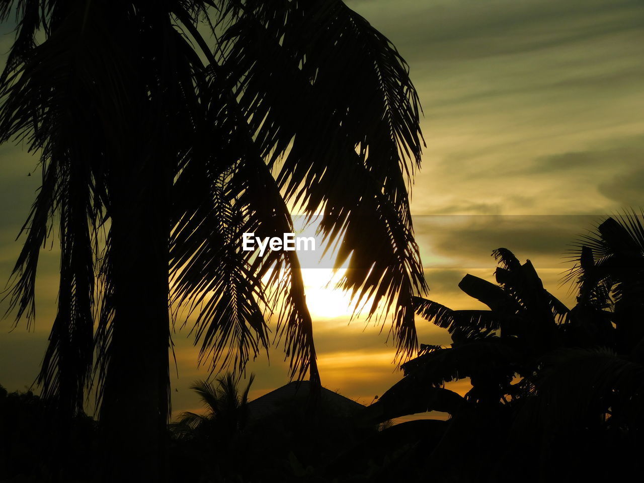 LOW ANGLE VIEW OF PALM TREES AGAINST SKY