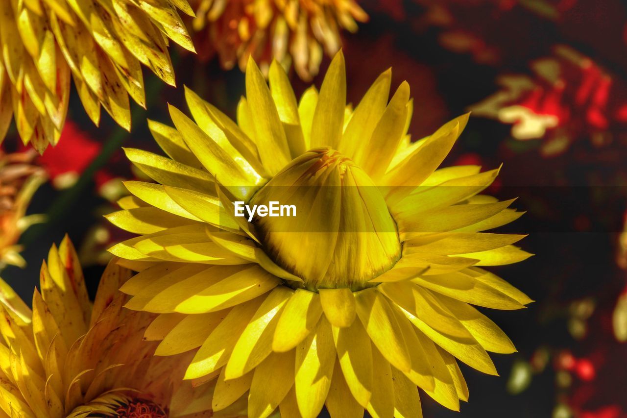 CLOSE-UP OF YELLOW ROSE FLOWER