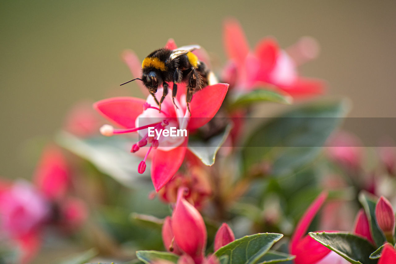 White-tailed bumblebee on a fuschia