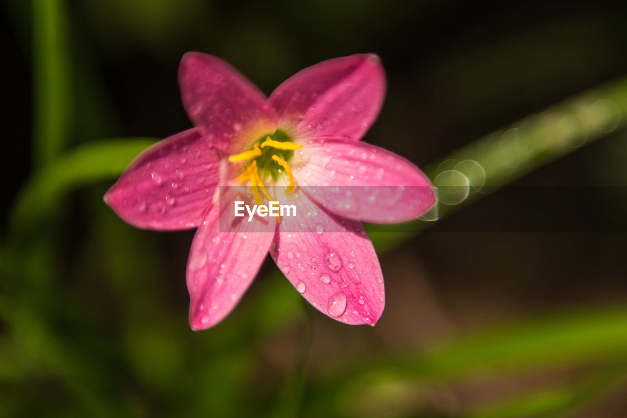 CLOSE-UP OF PINK FLOWER WITH WATER DROPS ON PLANT