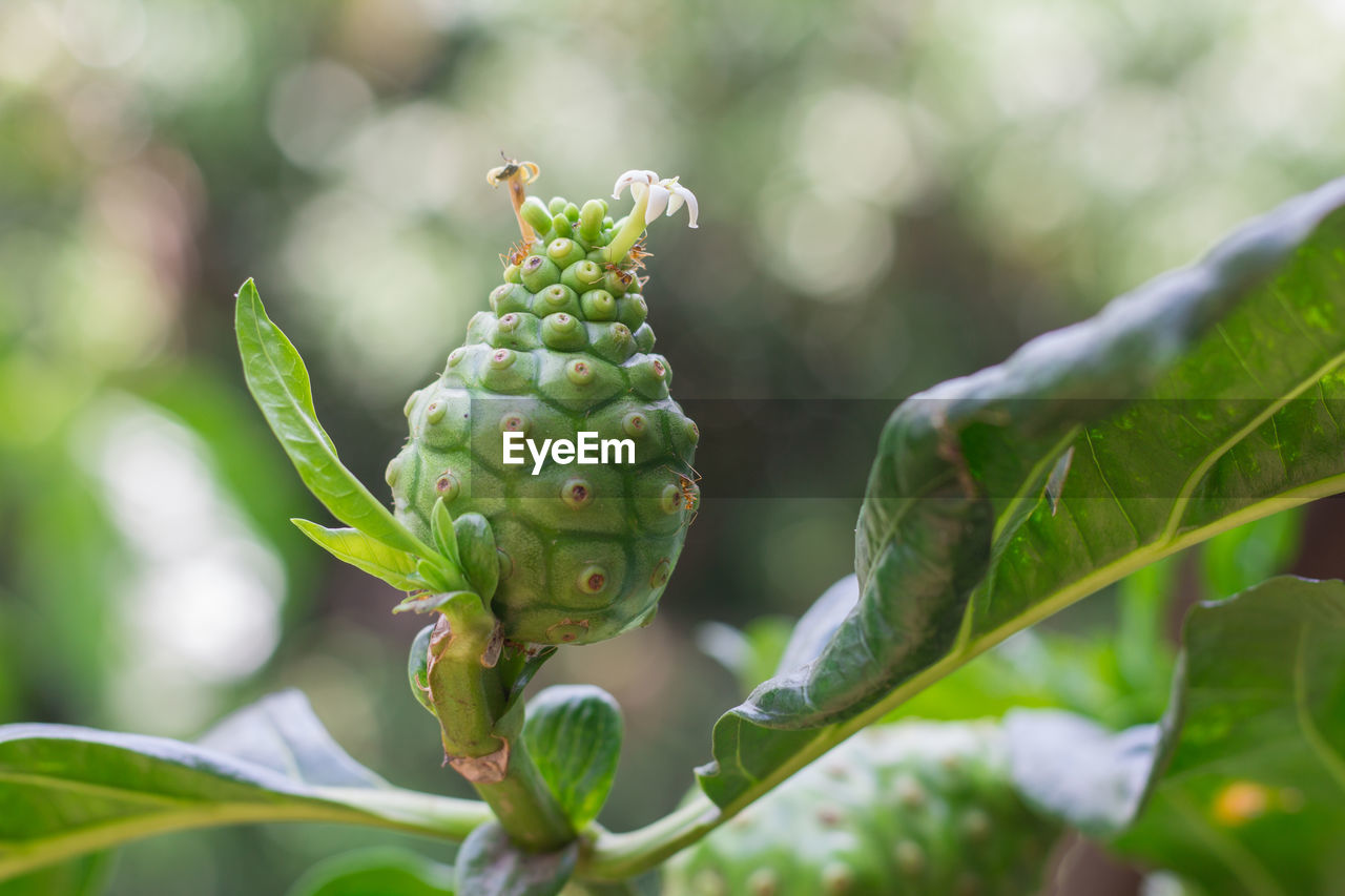 CLOSE-UP OF BERRIES ON TREE