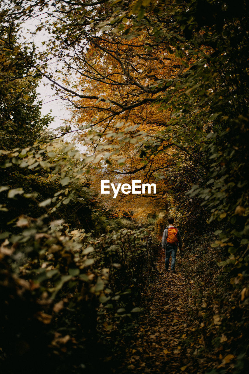 Rear view of man walking in forest during autumn