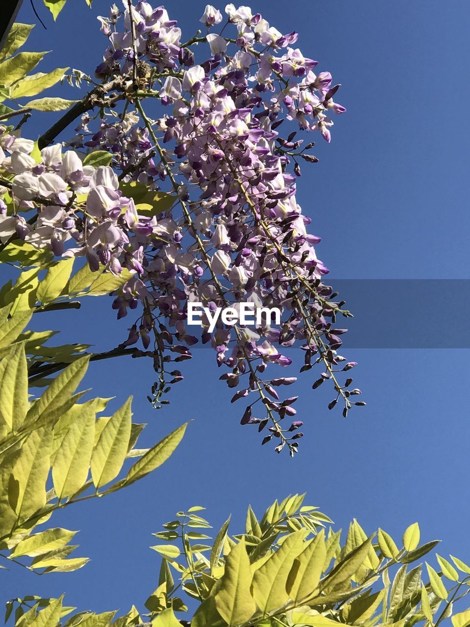 Low angle view of flowering tree against blue sky