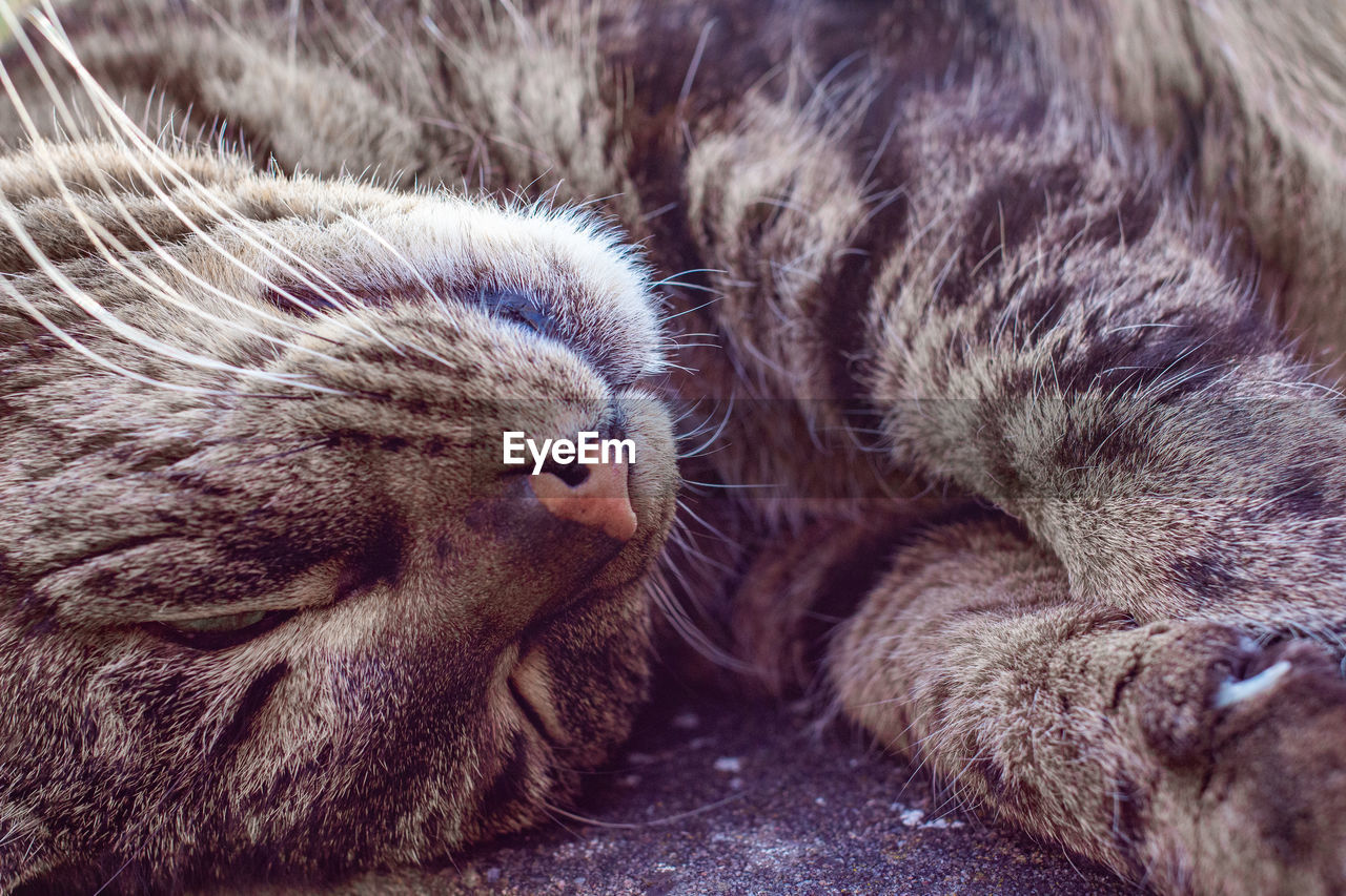 CLOSE-UP OF A CAT SLEEPING