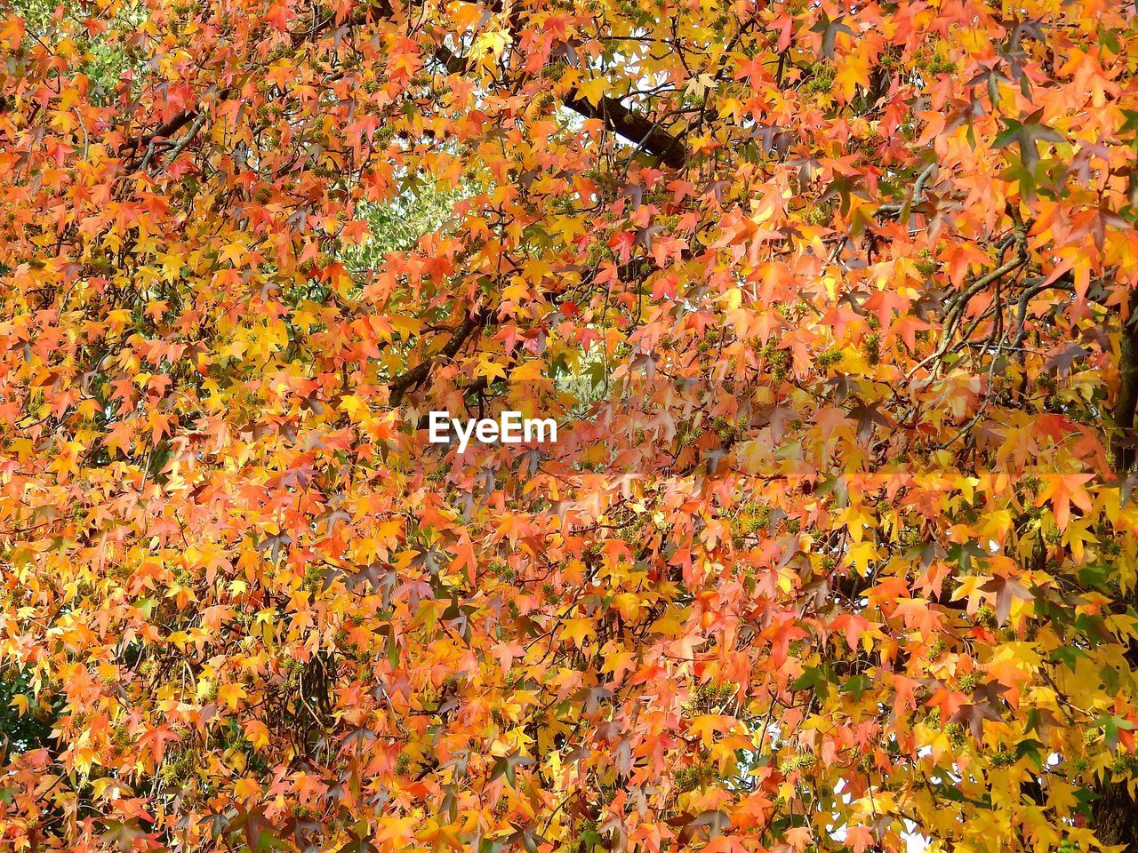 High angle view of maple leaves on tree