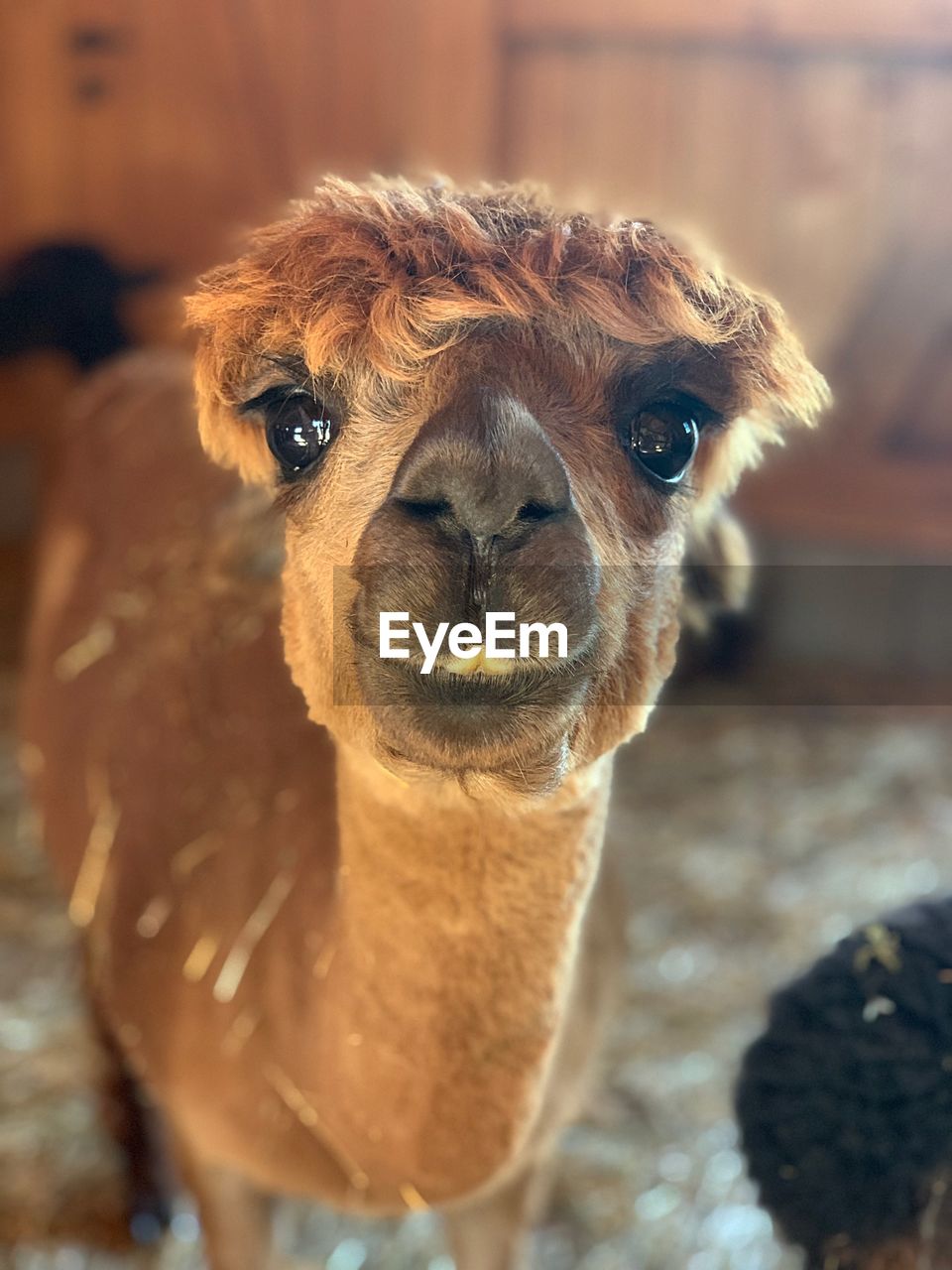 Close-up portrait of brown alpaca