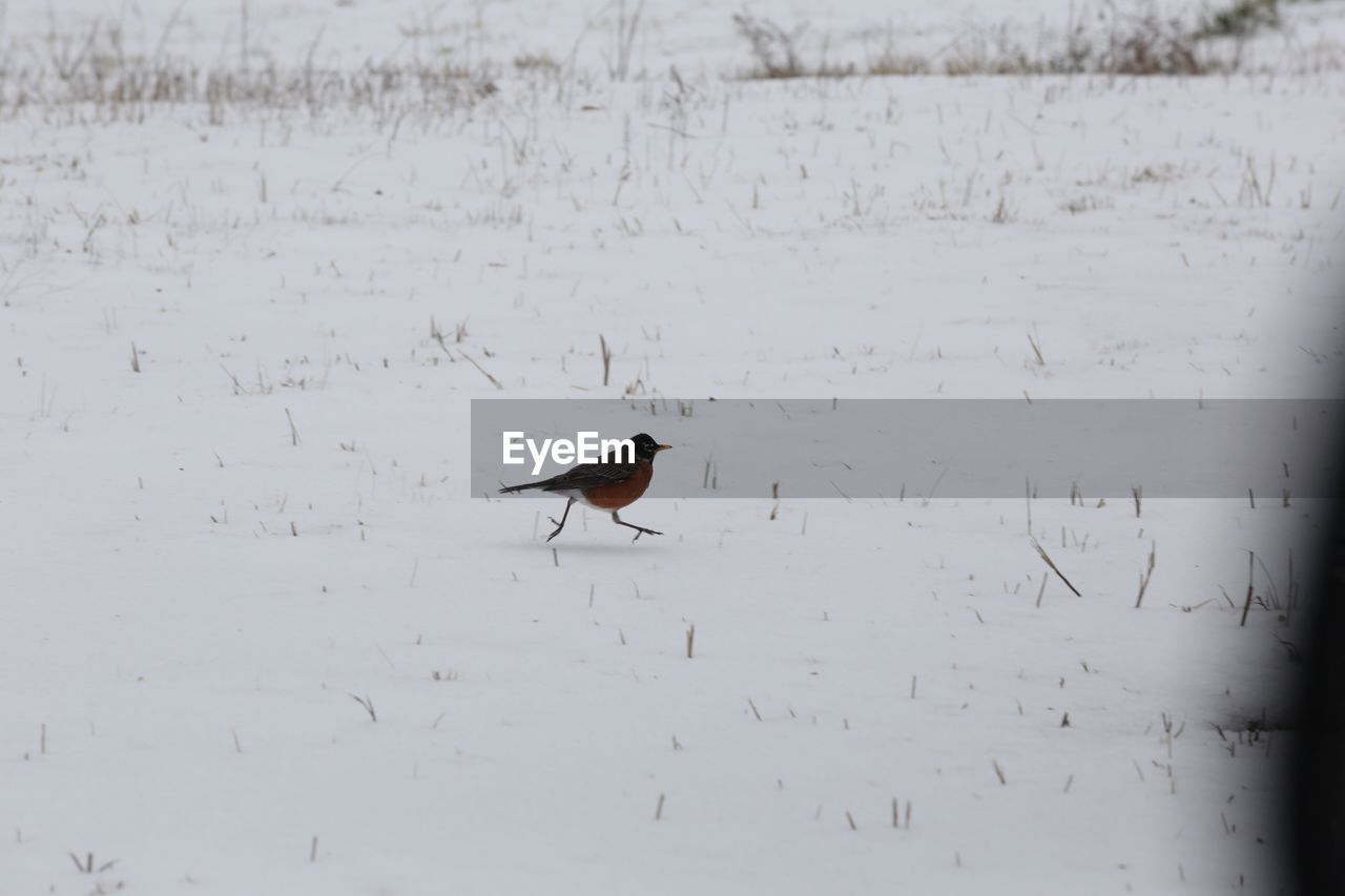 BIRD ON SNOW COVERED LAND