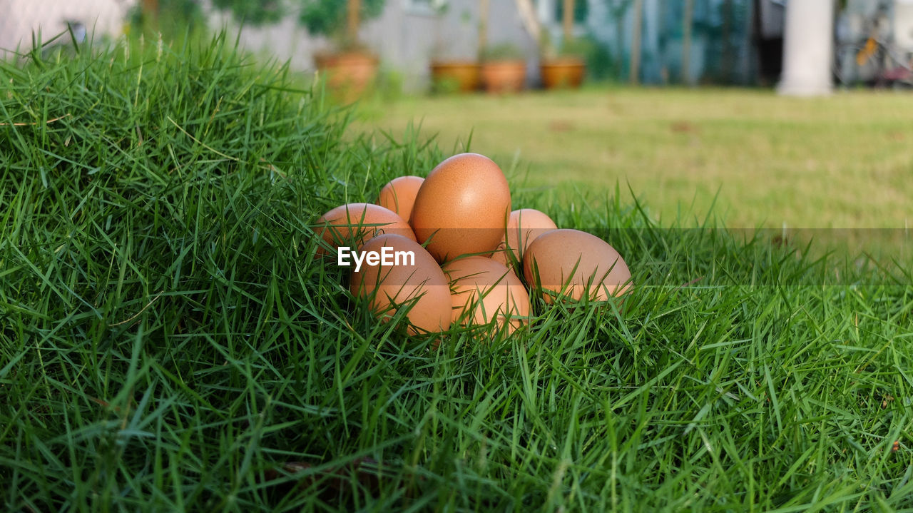 Eggs on grassy field at yard