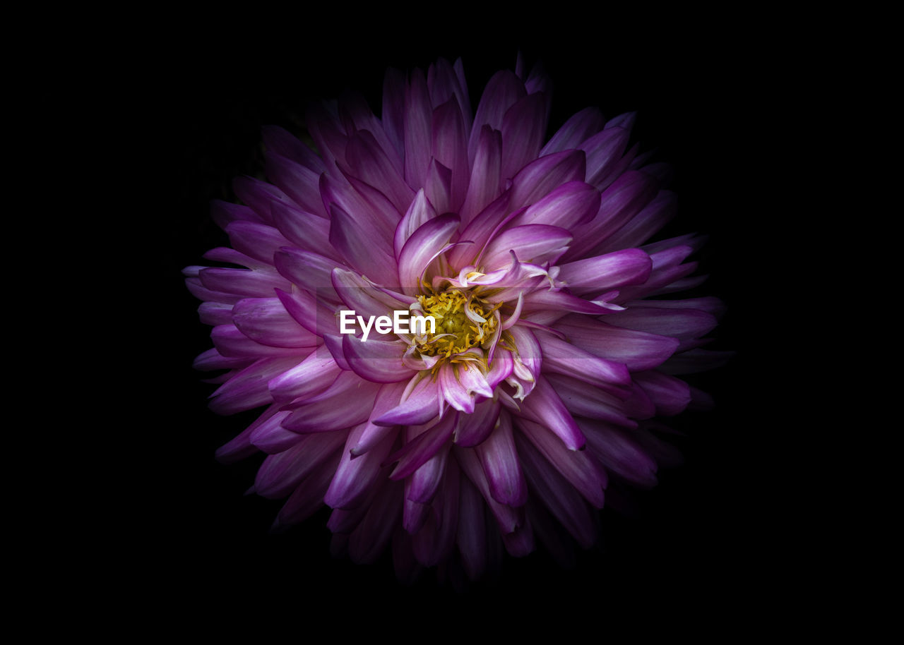 CLOSE-UP OF PURPLE FLOWER BLOOMING OUTDOORS