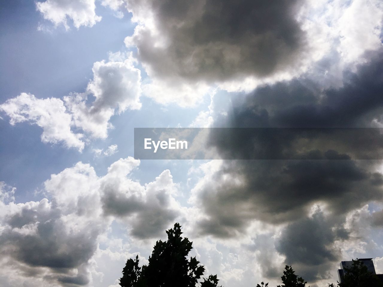 LOW ANGLE VIEW OF TREE AGAINST SKY